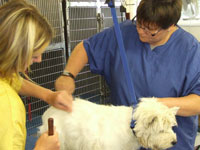 Scotgroom dog grooming courses